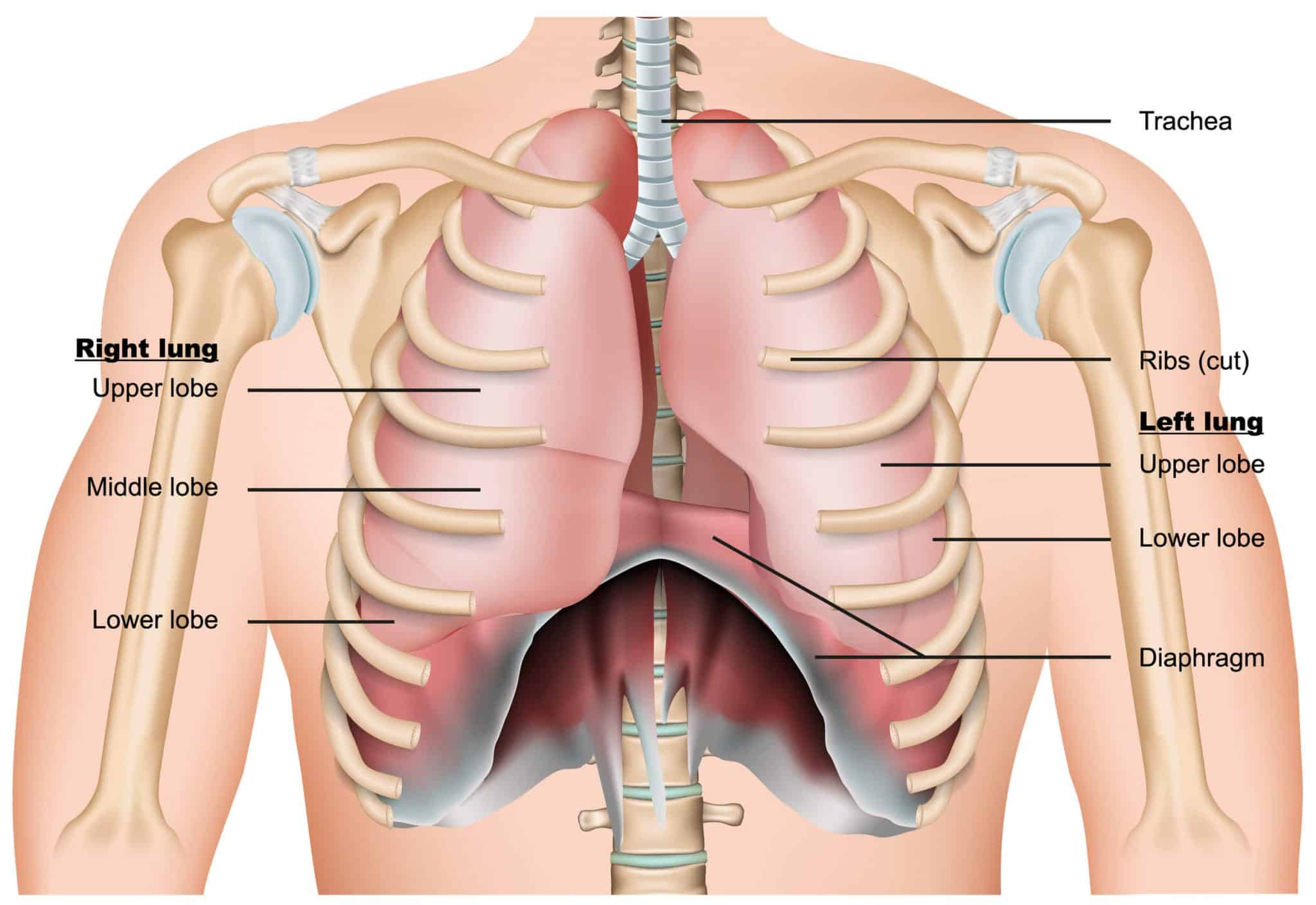 Thoracic Surgery